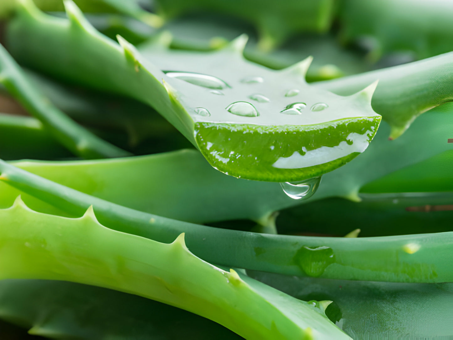 Aloe Vera Gel